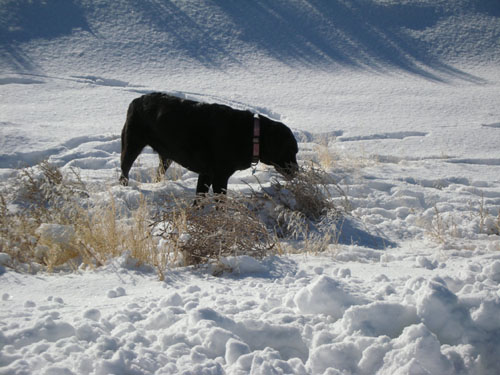 Rosie in the snow