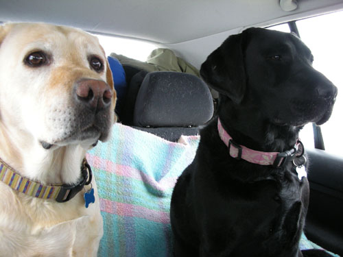 Dogs in the car