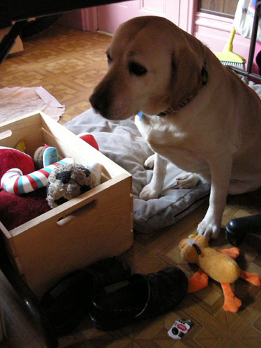 Goldie with the toy box