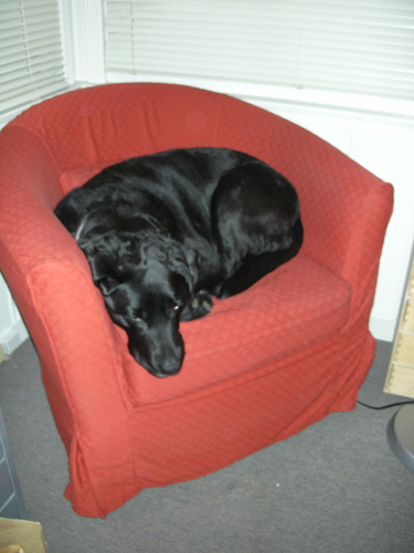 Rosie in the chair