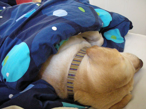 Asleep under the comforter