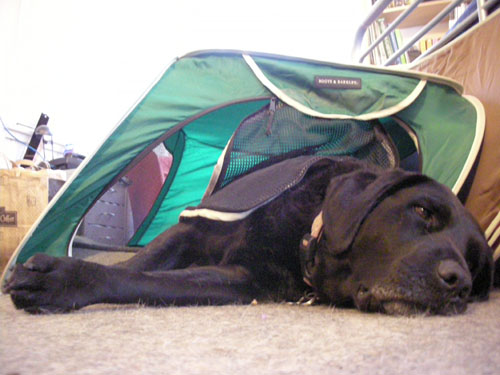 Rosie in the travel crate