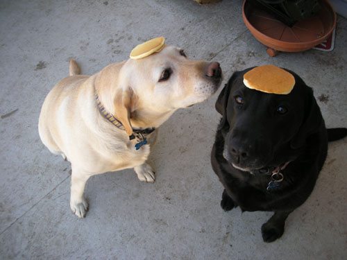 Two dogs, two pancakes