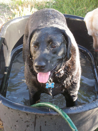 Rosie in the dog bath