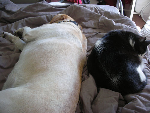 Goldie and Simon curled up in bed together