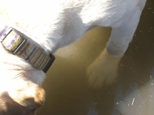 check out that underwater paw