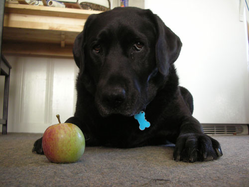 Rosie shows us her apple