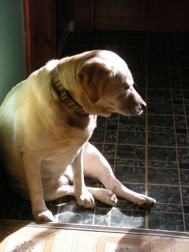 Goldie leaned up against a wall