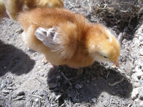 Debbie pecking the ground