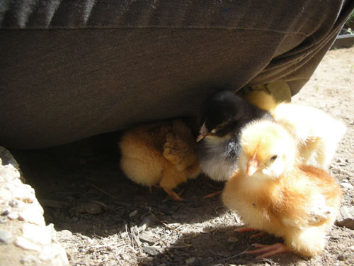 I'm sitting on four baby chicks