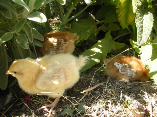 Chickens in the sage