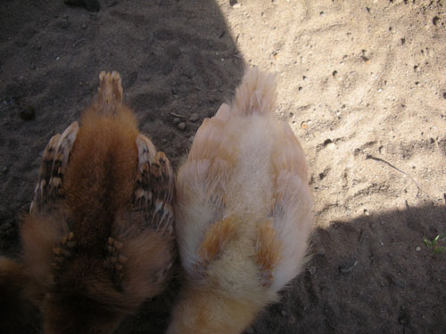 Liza and Carole's butts