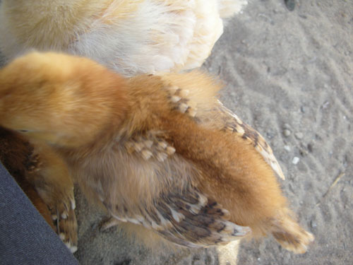 Liza's shoulder feathers