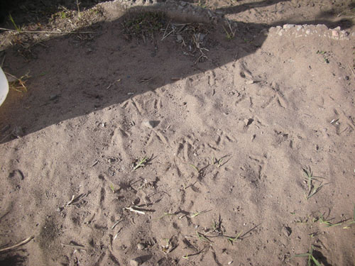 Chicken footprints in the orchard