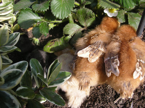 Chickens huddled up under the strawberries