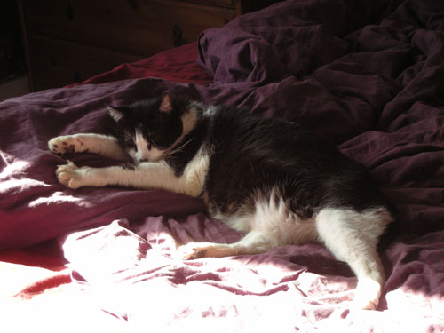 Simon in the sunbeam