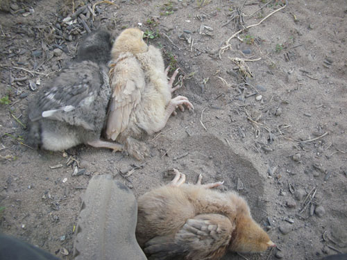 Chicks in dust bathing poses