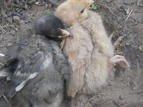 Joan and Carole in a shared dust bath