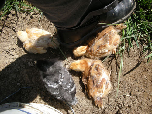 Chickens underfoot