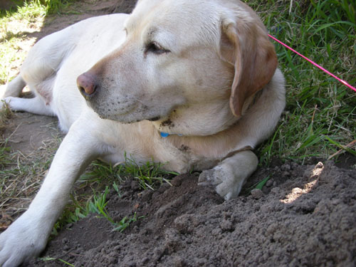 Goldie in the dirt pile