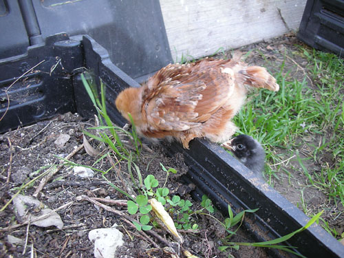 Liza and Joan on the compost bin