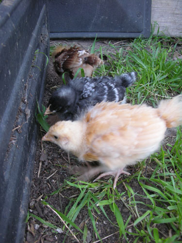 Debbie, Joan, and Carole peck at the bin