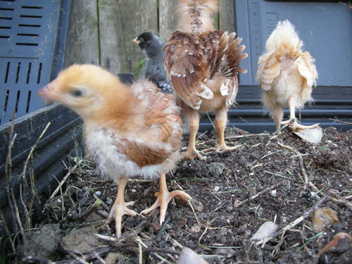 Chicks in the bin