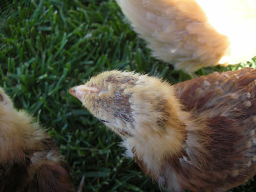 Liza's head feathers