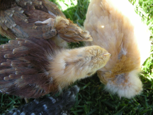 Debbie's head feathers