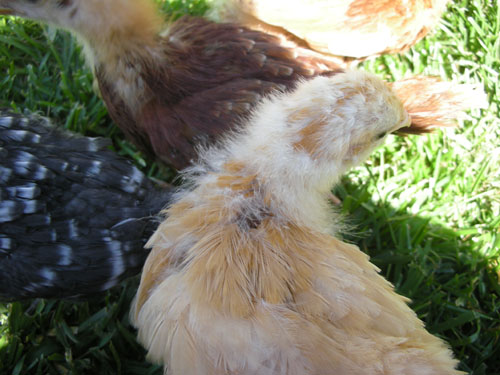 Carole's head feathers