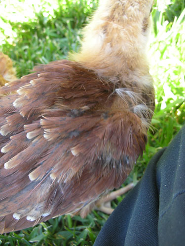 Debbie's body feathers