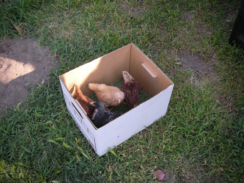 Chicks in the transport box