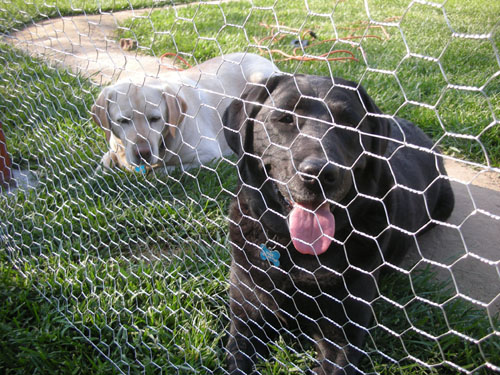 Dogs observing Chickens