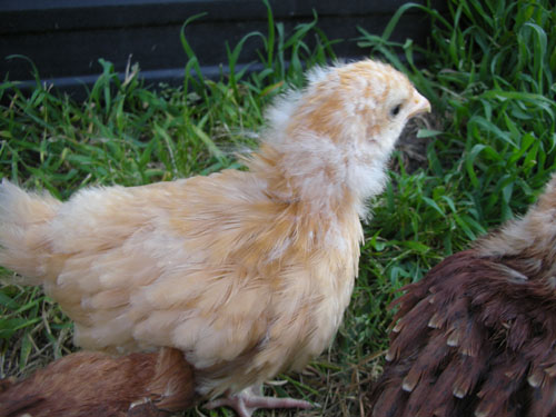 Carole's head fluff