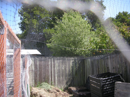 Aviary netting over the chicken yard