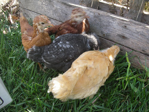 Examining the compost bin