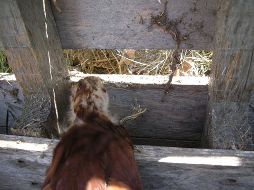 Debbie eating bug eggs