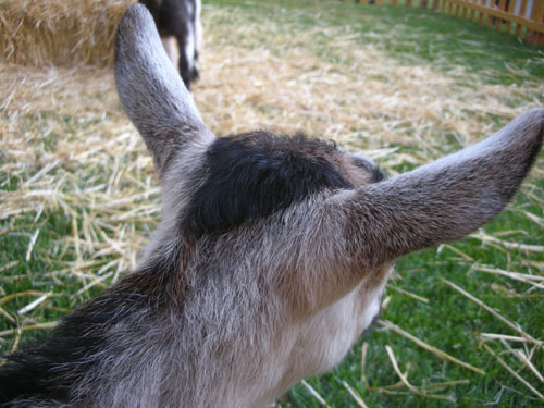 Little goat looking out