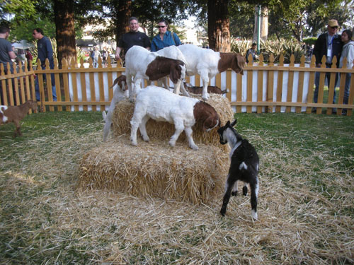 Goats on the straw hill