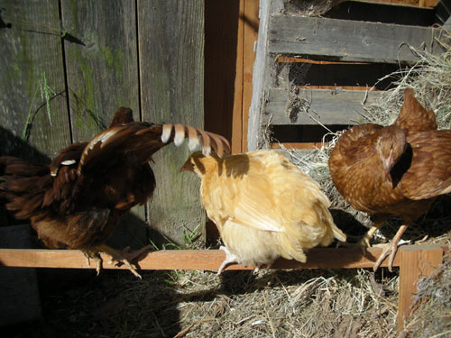 Debbie, Carole, and Liza on the narrow perch