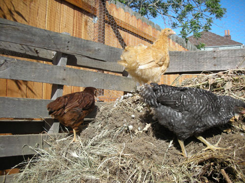 Exploring the compost pile