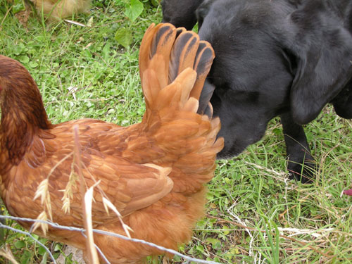 Liza and Rosie