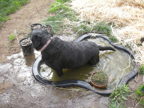 Rosie in the pond