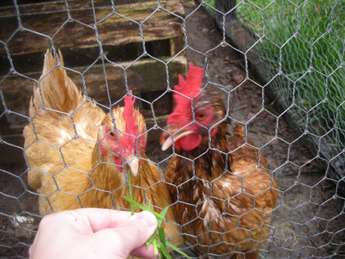 Wet chickens