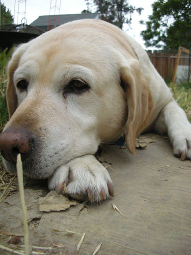 Goldie watching Noel work