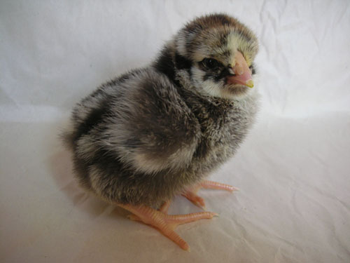 Silver-Laced Wyandotte