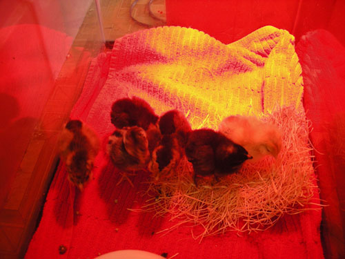 Chicks playing with packing material