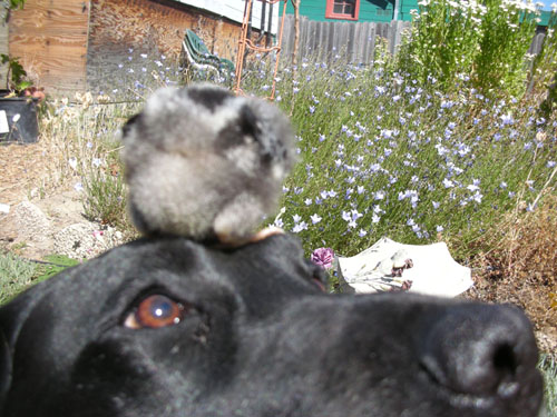 Rosie with Janis on her head