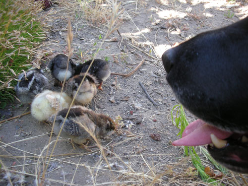 Rosie and chicks