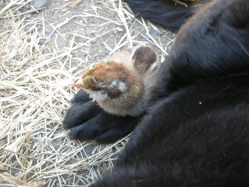 Cornpuff on Rosie's paw